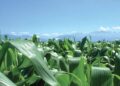Prezzi mais e grano tenero in rialzo tra clima avverso e tensioni nel Mar Nero