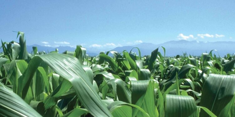 Prezzi mais e grano tenero in rialzo tra clima avverso e tensioni nel Mar Nero
