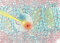 Scoperto il meccanismo di cattura della luce nella fotosintesi